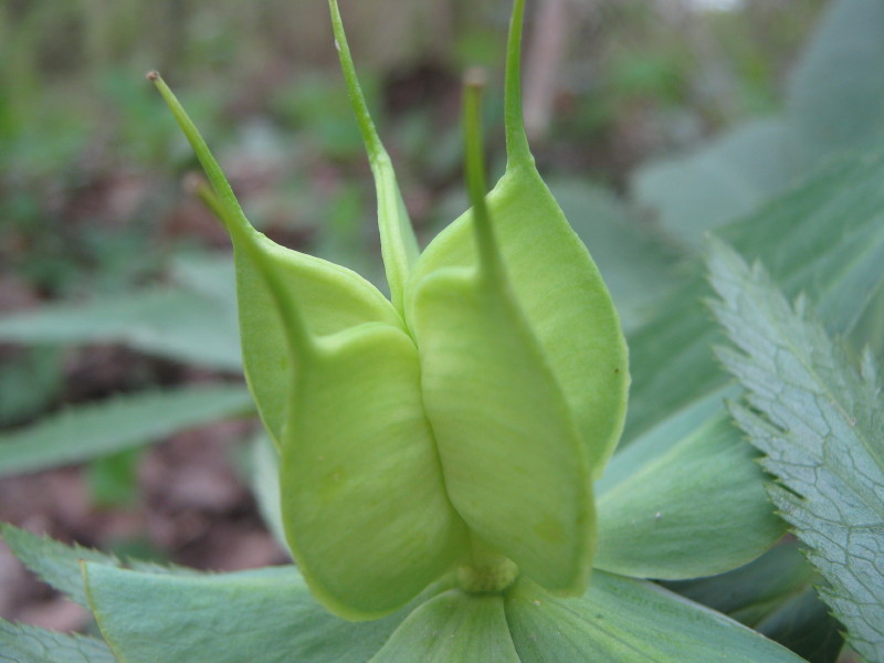 Helleborus sp